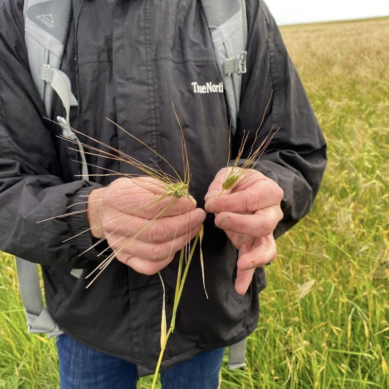 Við skoðuðum kornakur, sem var orðinn bleikur að sjá. Hér sýnir Steini okkur kornið sem er tvenns konar, 6 raða og tveggja.
