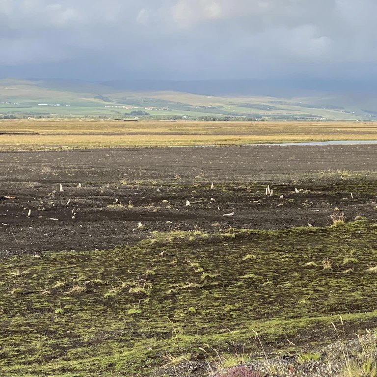 Drumbarnir í Drumbabót. Talið er að téin séu um 1200 ára gömul og voru þau 70-100 ára þegar þau kubbuðust niður og varðveittust undir a.m.k. meters lagi af aur og sandi.